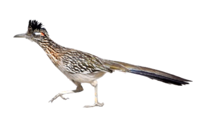 A roadrunner