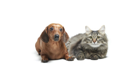 Dachshund dog and cat side by side